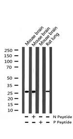 Phospho-p21 (Thr145) Antibody in Western Blot (WB)