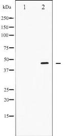 Phospho-SMAD2/SMAD3 (Thr8) Antibody in Western Blot (WB)