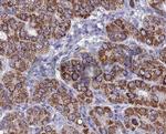 BMP-3 Antibody in Immunohistochemistry (Paraffin) (IHC (P))