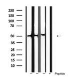 BMP-3 Antibody in Western Blot (WB)