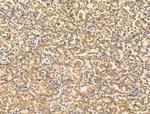 PIASy Antibody in Immunohistochemistry (Paraffin) (IHC (P))