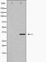 Fra2 Antibody in Western Blot (WB)