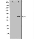 TrxR2 Antibody in Western Blot (WB)