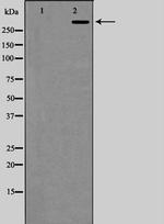 CBP/p300 Antibody in Western Blot (WB)