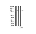 VAV1 Antibody in Western Blot (WB)