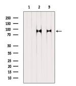 Phospho-TrkC (Tyr705) Antibody in Western Blot (WB)