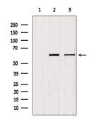 Phospho-PTRF (Tyr156) Antibody in Western Blot (WB)