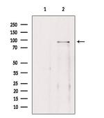 BRD3 Antibody in Western Blot (WB)