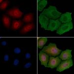 PNCK Antibody in Immunocytochemistry (ICC/IF)