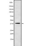 PNCK Antibody in Western Blot (WB)