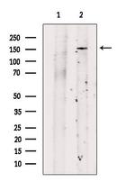 NRXN1 Antibody in Western Blot (WB)