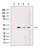 OR52K1 Antibody in Western Blot (WB)