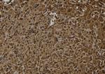 OTUB2 Antibody in Immunohistochemistry (Paraffin) (IHC (P))