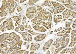 RPS2 Antibody in Immunohistochemistry (Paraffin) (IHC (P))