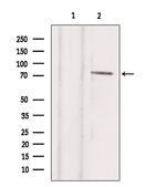 TBX2 Antibody in Western Blot (WB)