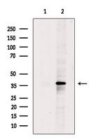 DNAJB2 Antibody in Western Blot (WB)