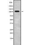 GRIK5 Antibody in Western Blot (WB)