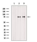 TXK Antibody in Western Blot (WB)