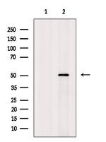 ENOSF1 Antibody in Western Blot (WB)