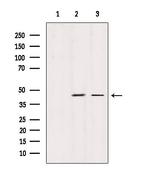 STOML2 Antibody in Western Blot (WB)