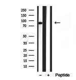 YME1L1 Antibody in Western Blot (WB)