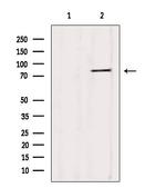 YME1L1 Antibody in Western Blot (WB)