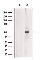 ERAL1 Antibody in Western Blot (WB)