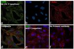 IDO1 Antibody in Immunocytochemistry (ICC/IF)