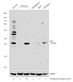 IDO1 Antibody in Western Blot (WB)