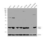 TIMM10 Antibody in Western Blot (WB)