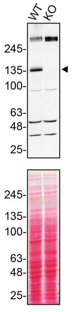 TSC1 Antibody