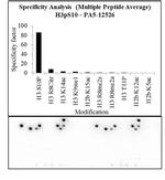 Phospho-Histone H3 (Ser10) Antibody