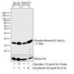 Phospho-Histone H3 (Ser10) Antibody in Western Blot (WB)