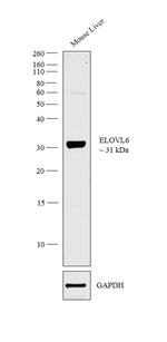 GOT1 Antibody in Western Blot (WB)