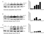 TRIM71 Antibody in Western Blot (WB)