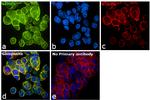 LIMK1 Antibody in Immunocytochemistry (ICC/IF)