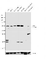 LIMK1 Antibody in Western Blot (WB)