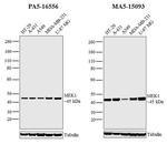 MEK1 Antibody