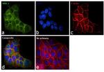 MEK1 Antibody in Immunocytochemistry (ICC/IF)