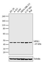 MEK1 Antibody in Western Blot (WB)