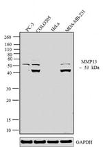 MMP13 Antibody in Western Blot (WB)