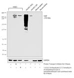 VWF Antibody in Western Blot (WB)