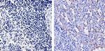 VWF Antibody in Immunohistochemistry (Paraffin) (IHC (P))