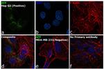 AFP Antibody in Immunocytochemistry (ICC/IF)