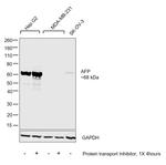 AFP Antibody in Western Blot (WB)