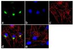 AFP Antibody in Immunocytochemistry (ICC/IF)