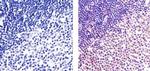 NFkB p65 Antibody in Immunohistochemistry (Paraffin) (IHC (P))