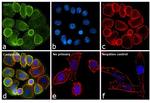 ErbB2 (HER-2) Antibody in Immunocytochemistry (ICC/IF)