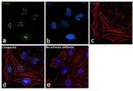 PCNA Antibody in Immunocytochemistry (ICC/IF)