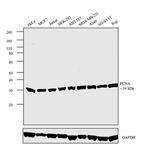 PCNA Antibody in Western Blot (WB)